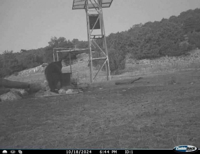 Manisada fotokapanla ilk kez boz ayı görüntülendi