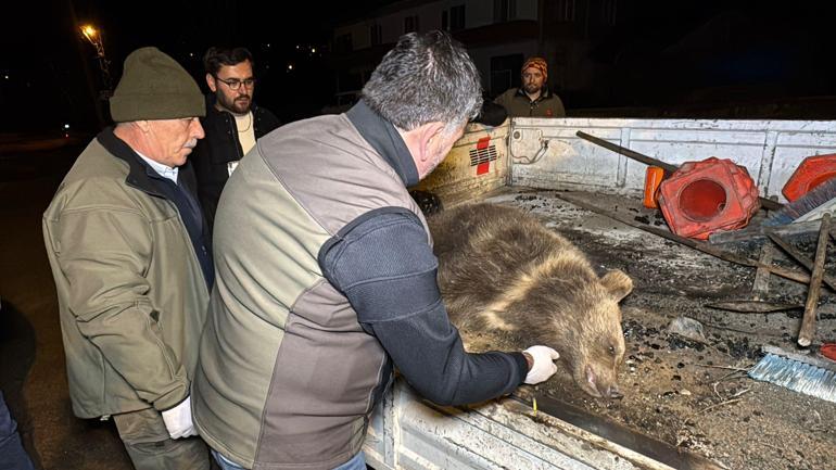 Bartında aracın çarptığı yavru ayı öldü