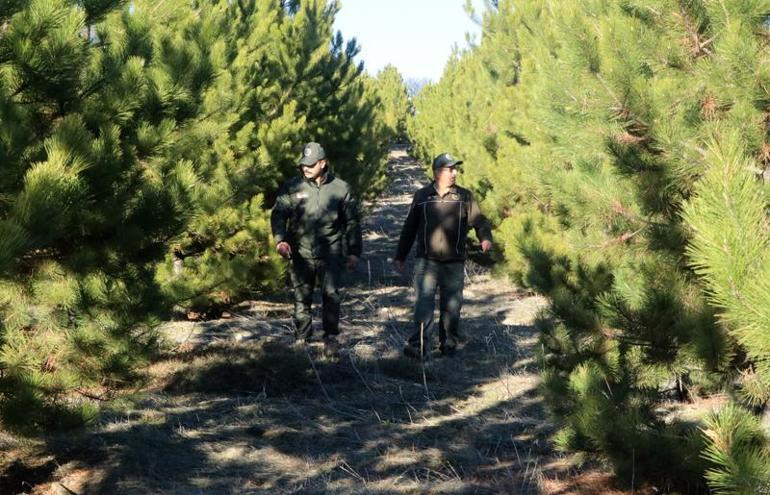 Ormanda, yılbaşı ağacı nöbeti