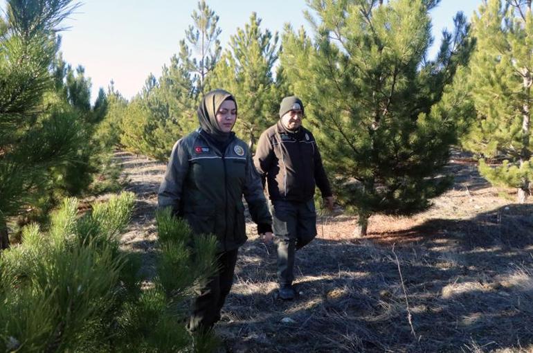 Ormanda, yılbaşı ağacı nöbeti