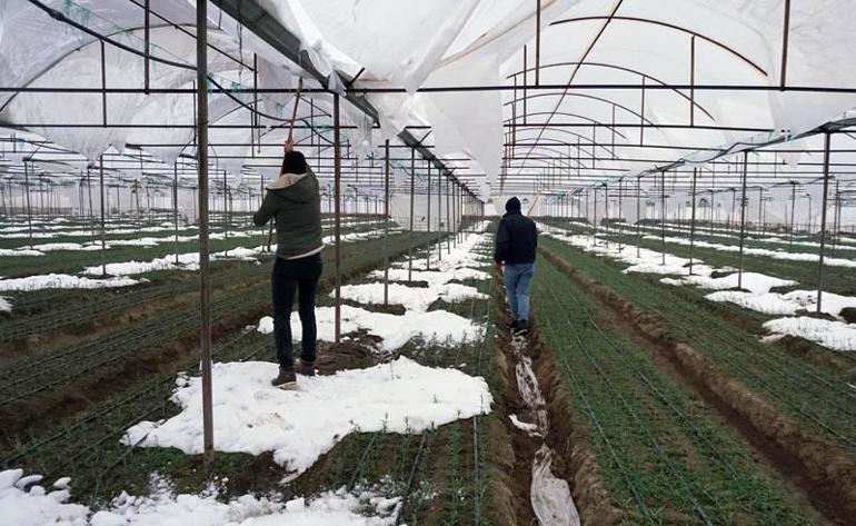 Kar birikintisi 50 dönüm karanfil serasını çökertti