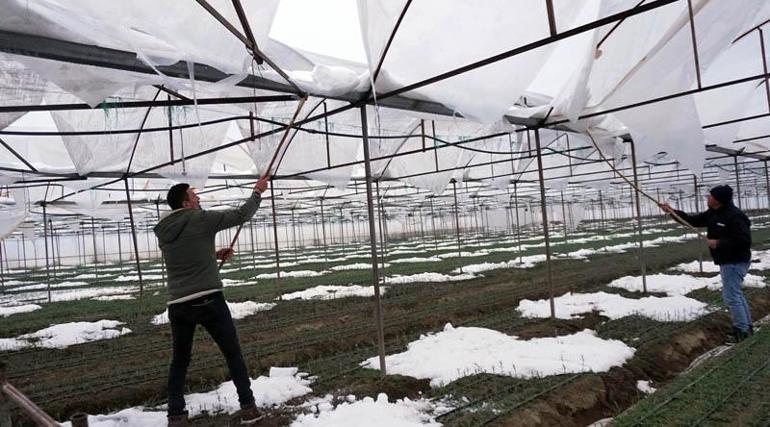 Kar birikintisi 50 dönüm karanfil serasını çökertti