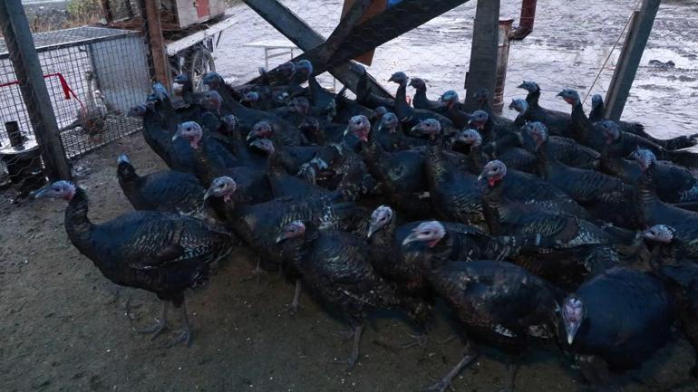 Yılbaşı sofralarının vazgeçilmezi hindi bu yıl tezgahta kaldı