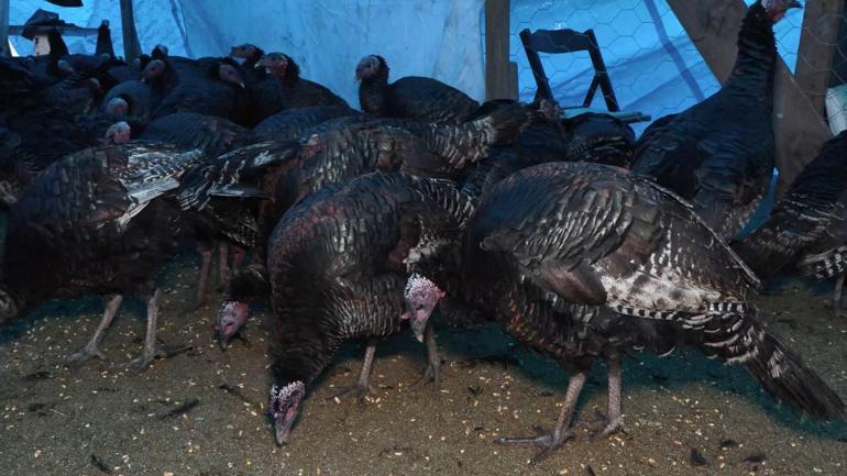 Yılbaşı sofralarının vazgeçilmezi hindi bu yıl tezgahta kaldı