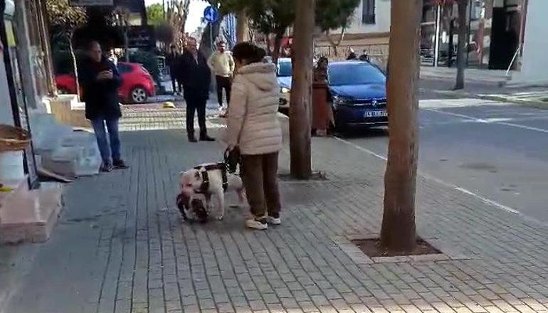 Avcılarda sokak kedisini öldüren pitbull cinsi köpeğin sahibi yakalandı