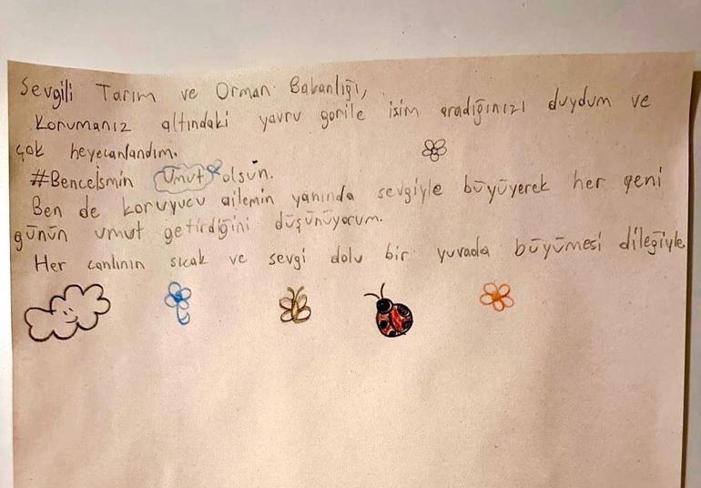 Bakanlık, yavru gorile isim arıyor