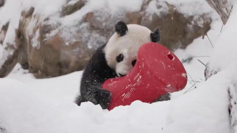 ABD’de karda oynayan pandalar kameralara yansıdı