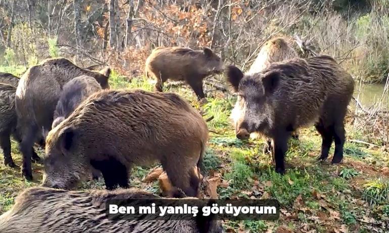 DKMPden gülümseten paylaşım; fotokapana yakalanan hayvanların sesi oldular