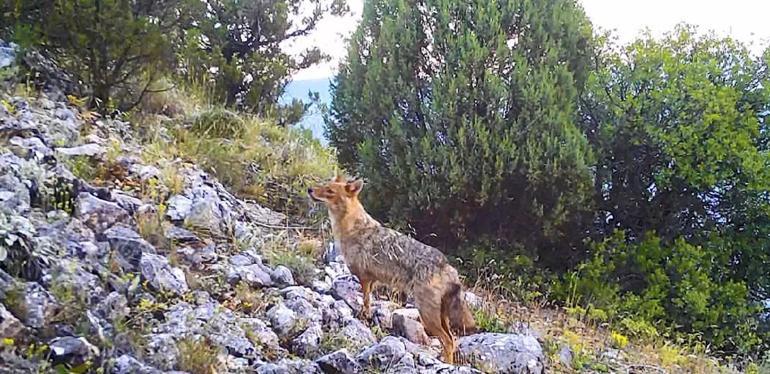 DKMPden gülümseten paylaşım; fotokapana yakalanan hayvanların sesi oldular