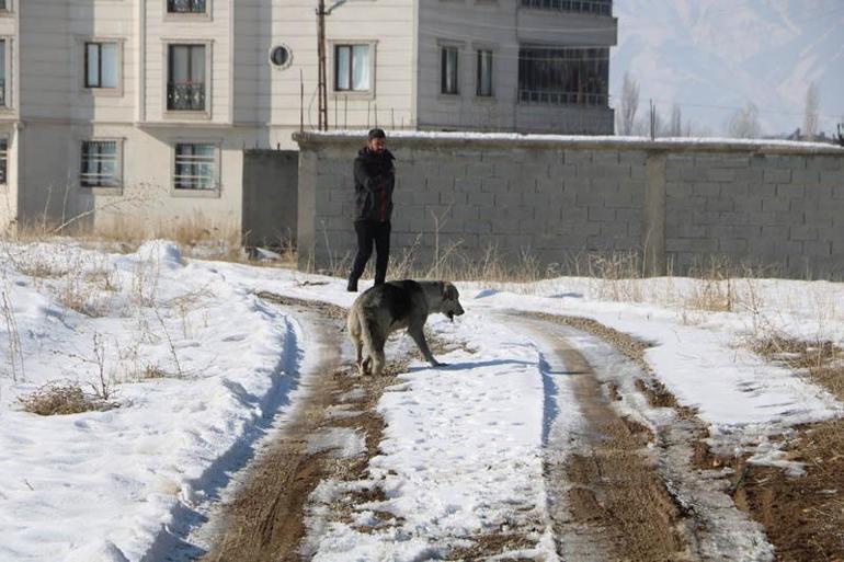 Eslemin ölümü sonrası bölgedeki sokak köpekleri toplanıyor