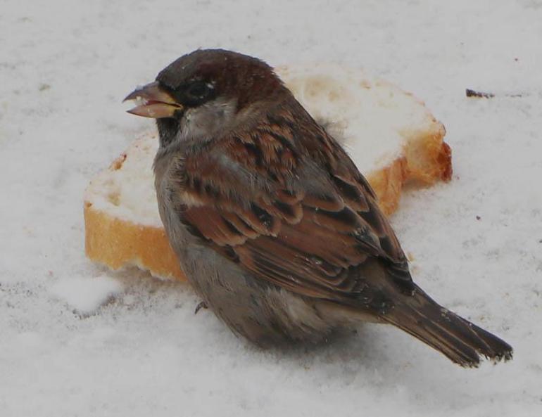 Erzurumda soğuk hava etkili oluyor
