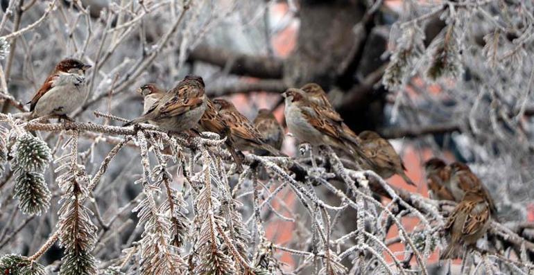 Erzurumda soğuk hava etkili oluyor