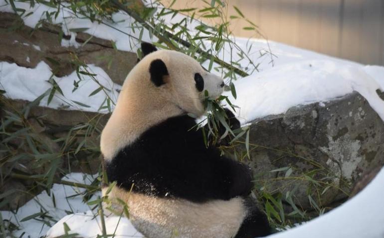 Washingtondaki pandalar ziyaretçilere tanıtıldı