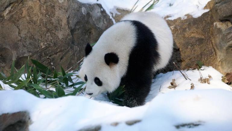Washingtondaki pandalar ziyaretçilere tanıtıldı