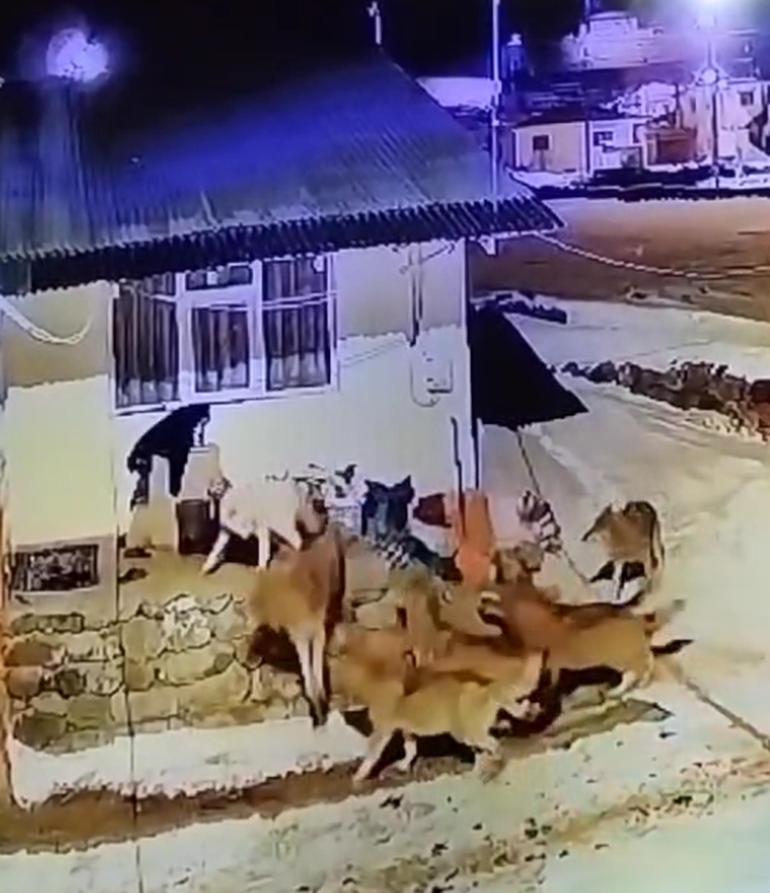 Çoban köpeği, kurt sürüsüne tek başına karşı koydu