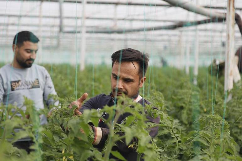 Suriyeli işçiler ülkelerine dönmekte kararlı, Antalyalı üretici düşünceli