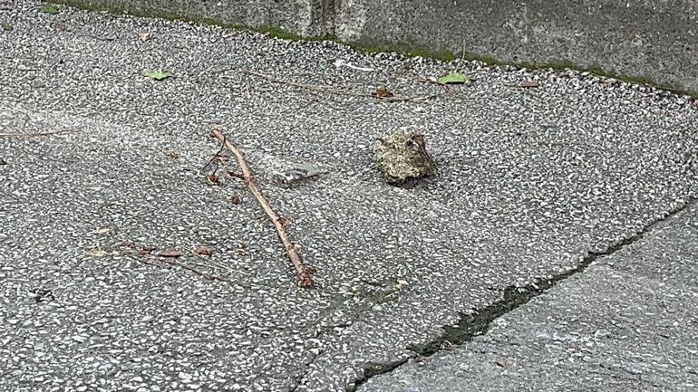 Sokakta nişanlısı ile kardeşini vurdu; o anlar kameralarda