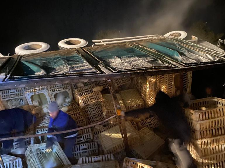 Boluda canlı tavuk yüklü kamyon devrildi; sürücü yaralandı, yüzlerce hayvan öldü