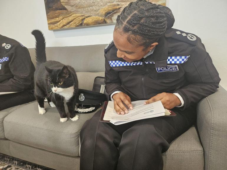 İngiltere Dışişleri Bakanlığının eski kedisi Palmerston, Bermudada yeni görevine başladı