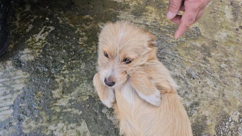 Çöp konteynerinin yanına bırakılan yavru köpeği sahiplendiler