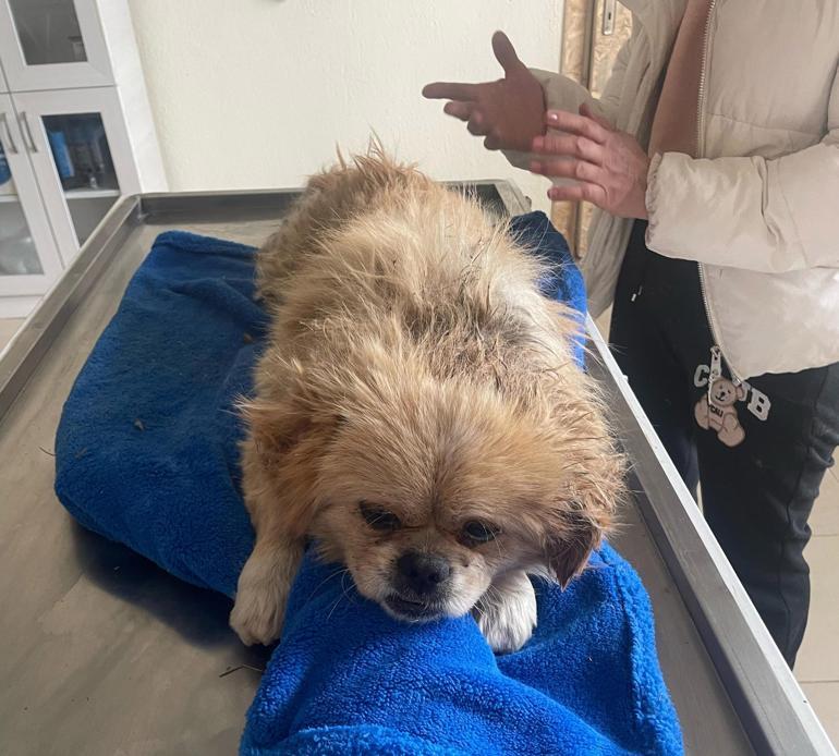 Ayaklarını bağladığı köpeği çöp konteynerine attı; o anlar kamerada