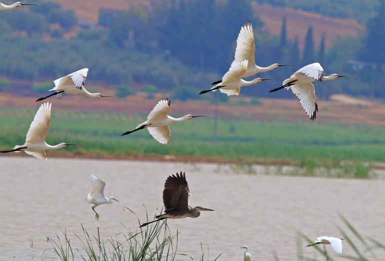 Reyhanlı Baraj Gölü, Türkiyenin yeni kuş cenneti oluyor