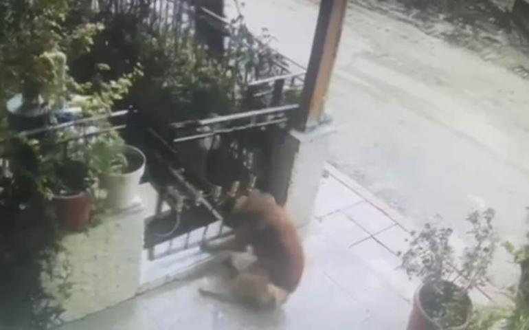 Köpek, başının sıkıştığı demir kapıyı yerinden söktü