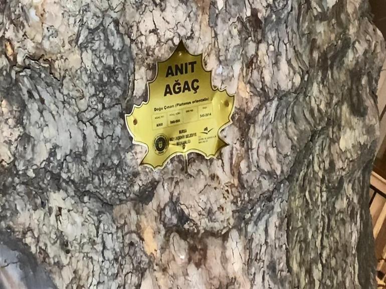 Tarihi caminin bahçesindeki 550 yıllık ağacın devrilme anı kamerada