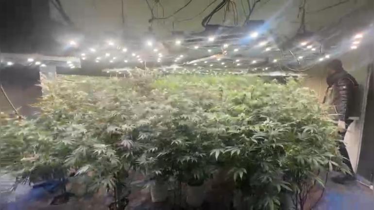 Başakşehir’de villaya uyuşturucu serası kuran şüpheli uyurken yakalandı; 15 milyon liralık esrar ele geçirildi