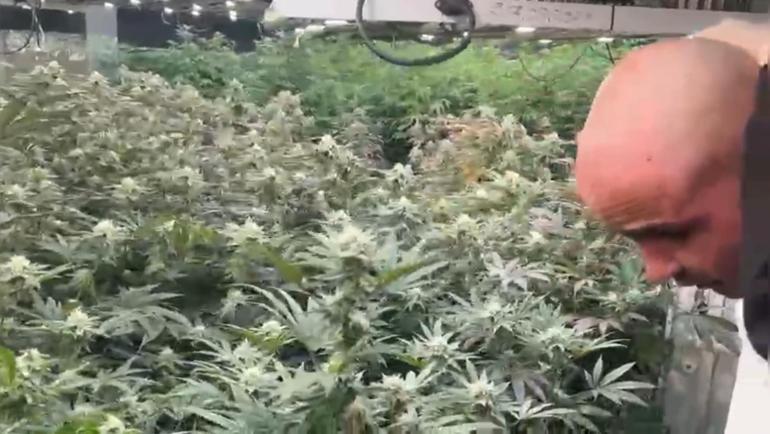 Başakşehir’de villaya uyuşturucu serası kuran şüpheli uyurken yakalandı; 15 milyon liralık esrar ele geçirildi