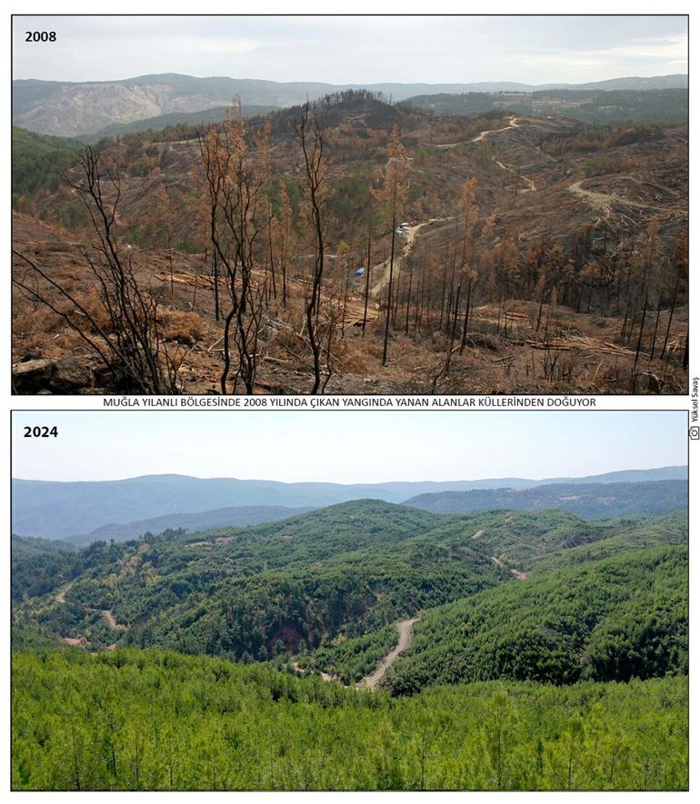 16 yıl önce yanan 200 hektar alanda dikilen fidanlar ağaç oldu