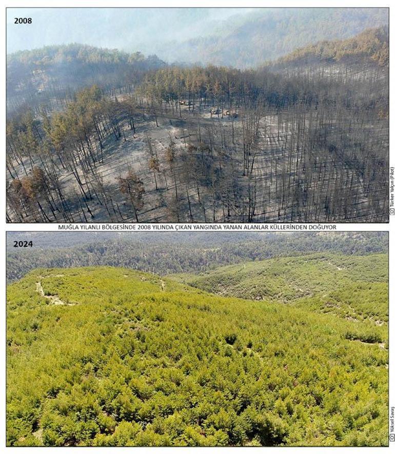 16 yıl önce yanan 200 hektar alanda dikilen fidanlar ağaç oldu
