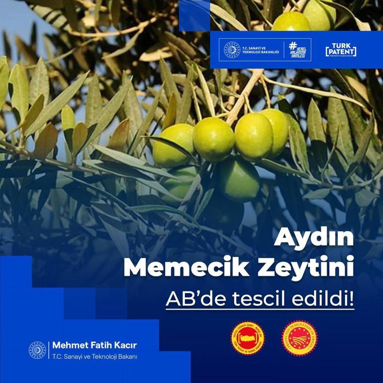 Aydın Memecik Zeytinine AB tescili