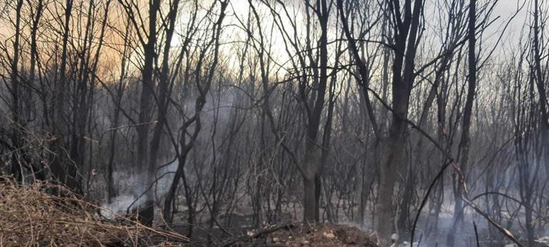 Sakarya’da başlayan yangın Kocaeli’ye sıçradı, 12 hektar ağaçlık alan yandı