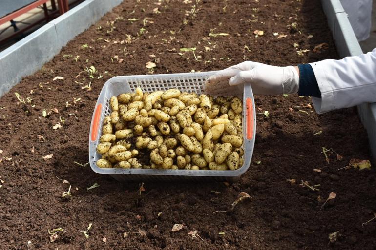 Patates Araştırma Enstitüsü’nden 10 yerli ve milli patates