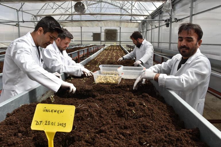 Patates Araştırma Enstitüsü’nden 10 yerli ve milli patates