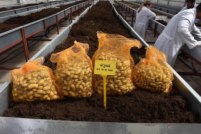 Patates Araştırma Enstitüsü’nden 10 yerli ve milli patates