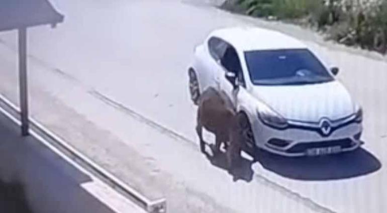 Otomobiliyle eşeğe kasıtlı olarak çarpan sürücünün ehliyetine el konuldu