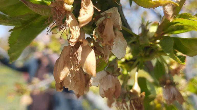 Bu sene kimse bölgeden kiraz beklemesin