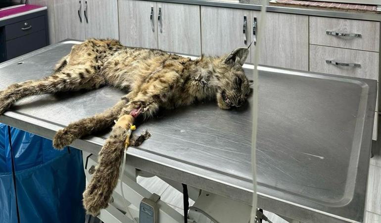 Bitliste bitkin halde bulunan vaşak, tedavi için Vana gönderildi