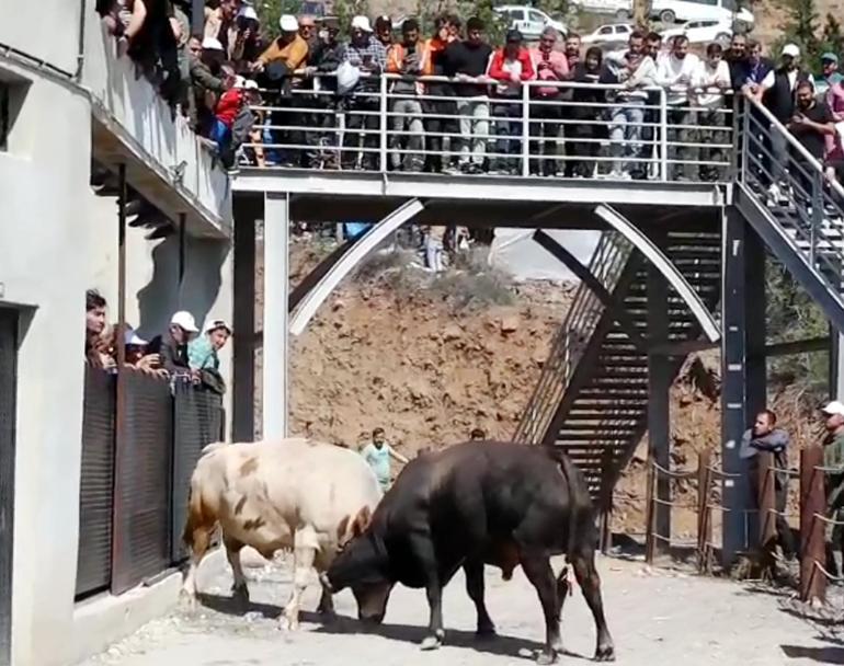 Boğaların güreşi arenanın dışına taştı, izleyiciler tedirginlik yaşadı