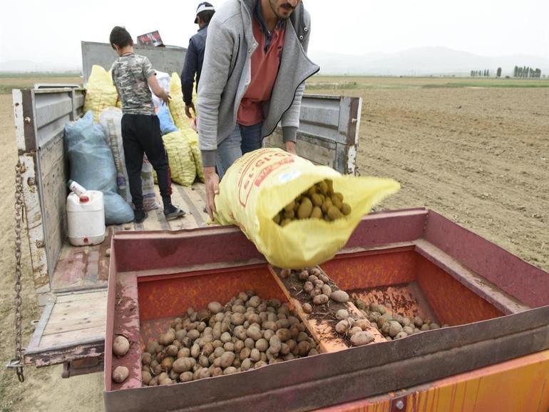 Turfanda patates deposu Niğdede ekim alanları azaldı