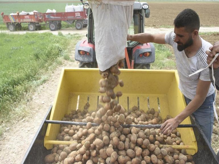 Turfanda patates deposu Niğdede ekim alanları azaldı