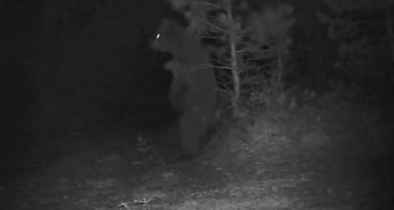 Türkiyenin yaban hayatı zenginliği fotokapanlarda