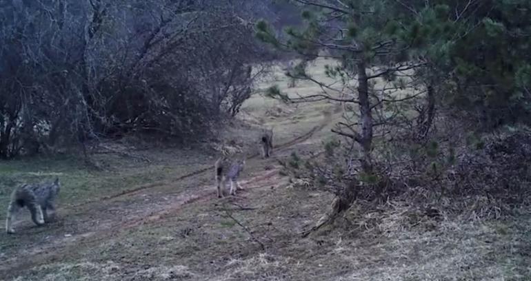 Türkiyenin yaban hayatı zenginliği fotokapanlarda