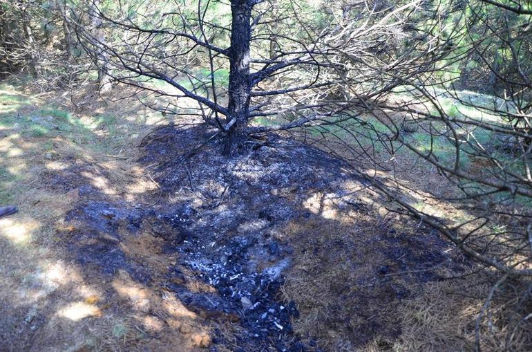 Deniz, ormanda yakılarak öldürüldü