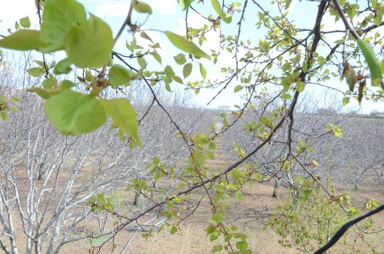 TZOB Genel Başkanı Bayraktar: İklim değişikliği tarım sektöründe artık bir felaket haline geldi