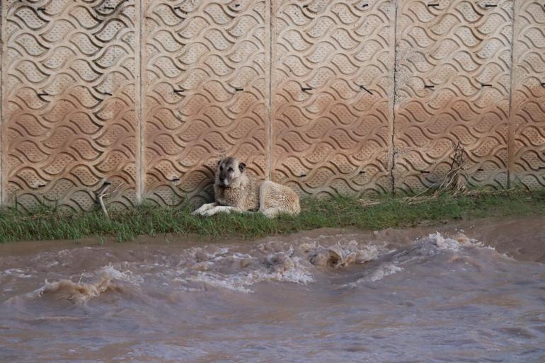 Oltu Çayında sürüklenen köpek, 4 saatte kurtarıldı