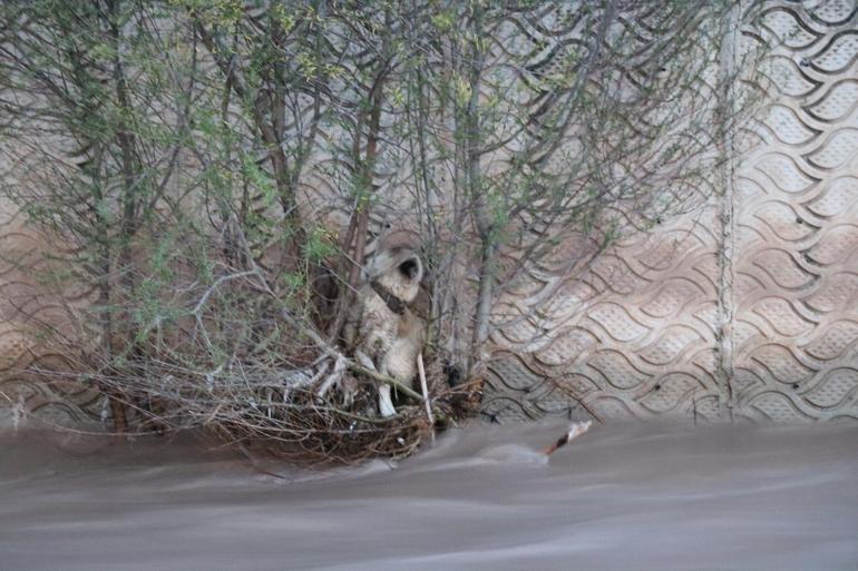 Oltu Çayında sürüklenen köpek, 4 saatte kurtarıldı