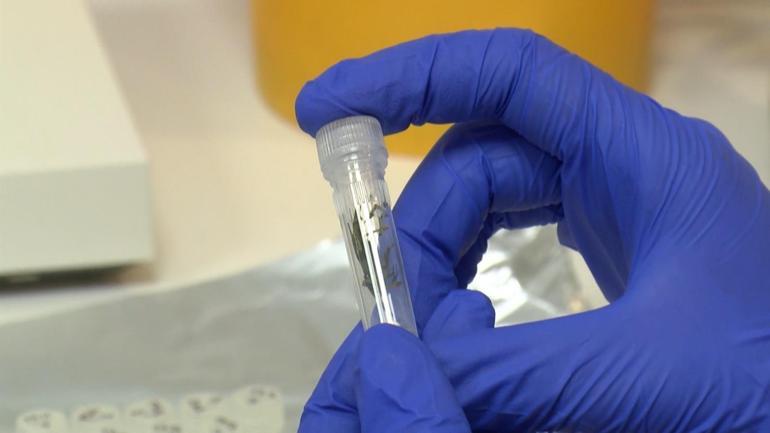 Yaralı ebabil ve kırlangıçlar, tüy implantasyonu ile doğaya döndürülüyor